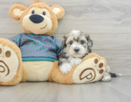 8 week old Maltipoo Puppy For Sale - Florida Fur Babies