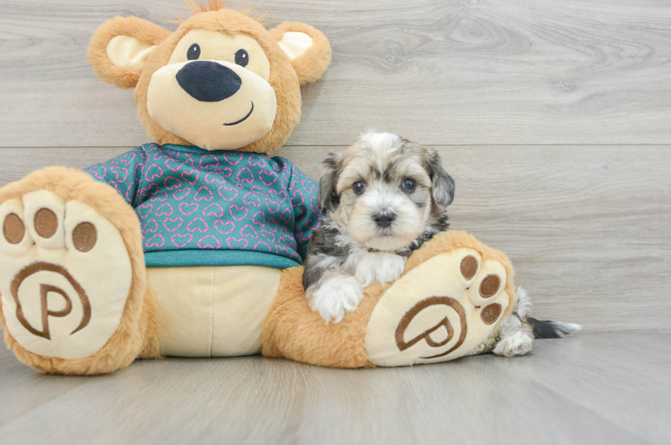 7 week old Maltipoo Puppy For Sale - Florida Fur Babies