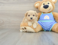 7 week old Maltipoo Puppy For Sale - Florida Fur Babies