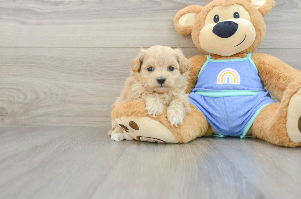 7 week old Maltipoo Puppy For Sale - Florida Fur Babies