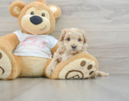 8 week old Maltipoo Puppy For Sale - Florida Fur Babies