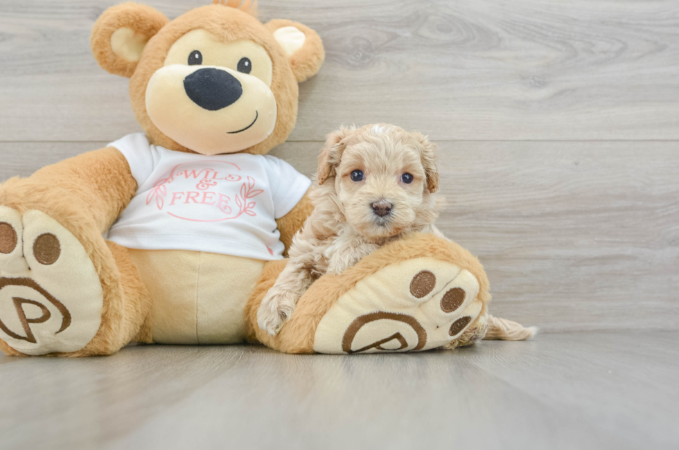 6 week old Maltipoo Puppy For Sale - Florida Fur Babies