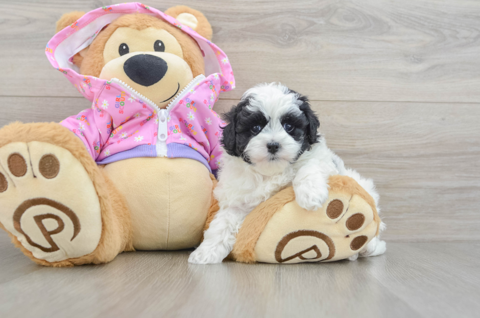 5 week old Maltipoo Puppy For Sale - Florida Fur Babies