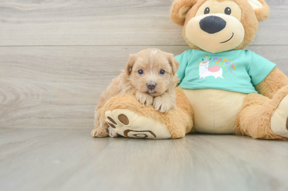 6 week old Maltipoo Puppy For Sale - Florida Fur Babies