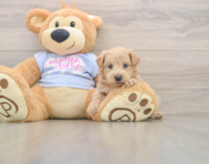 7 week old Maltipoo Puppy For Sale - Florida Fur Babies
