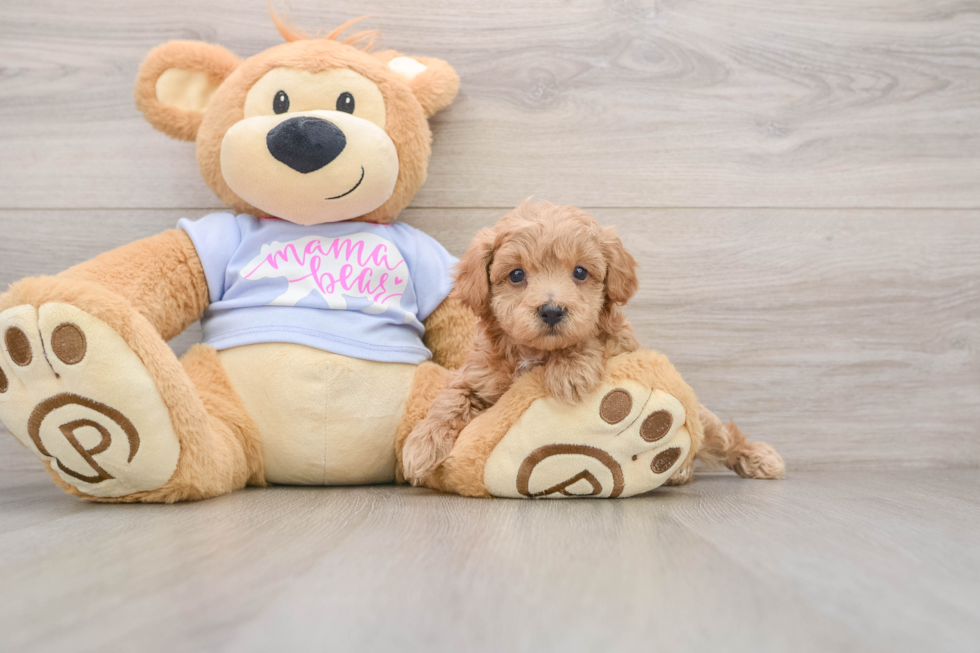 Smart Maltipoo Poodle Mix Pup