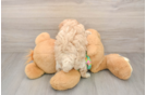 Best Maltipoo Baby