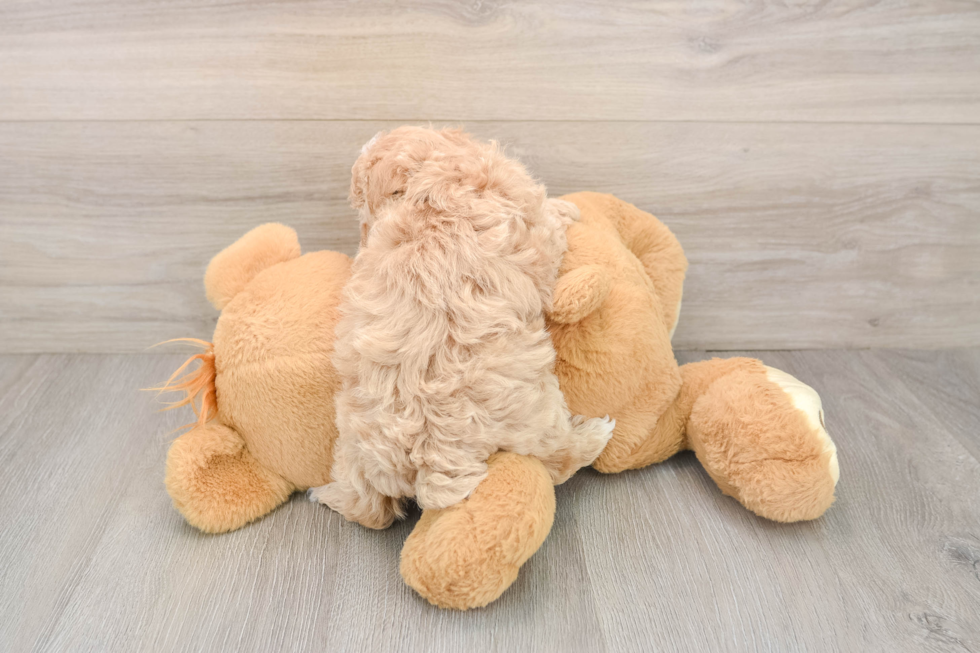 Funny Maltipoo Poodle Mix Pup