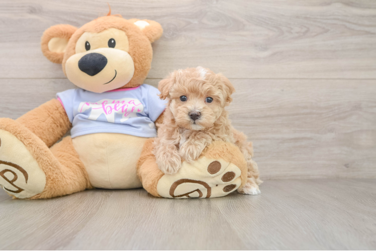 Small Maltipoo Baby