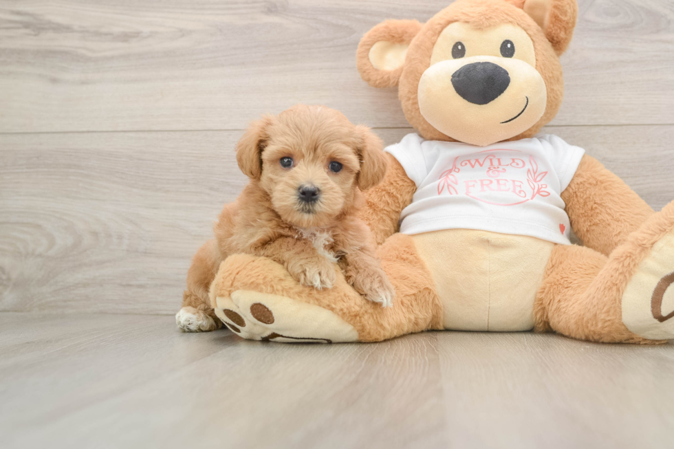 Maltipoo Puppy for Adoption