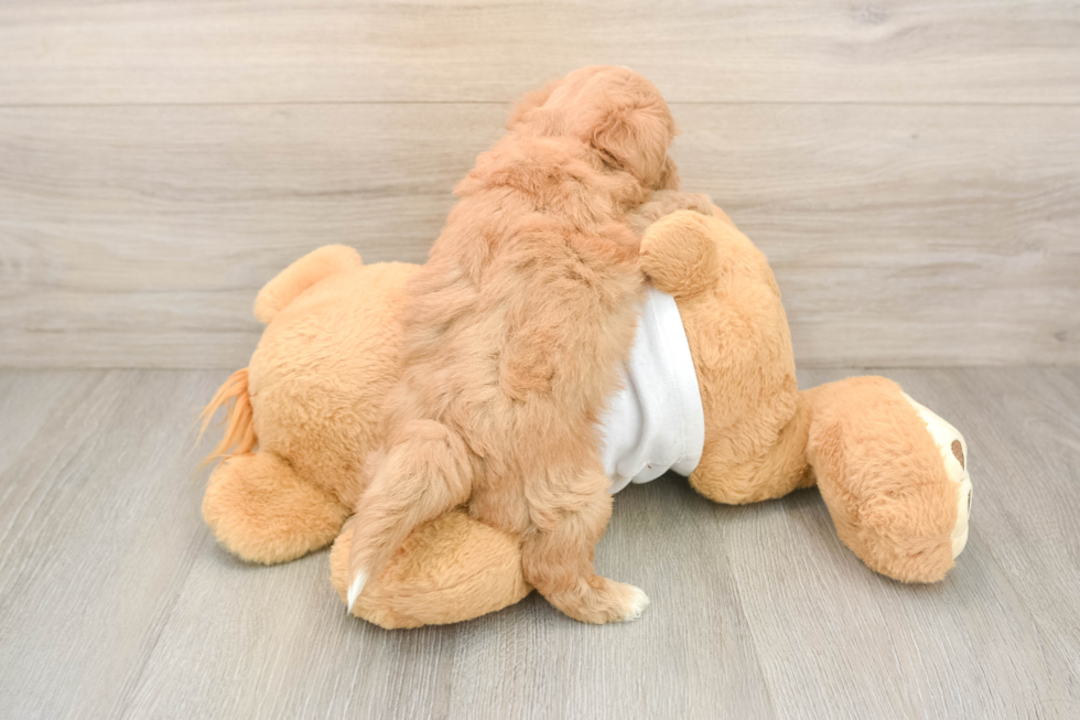 Best Maltipoo Baby