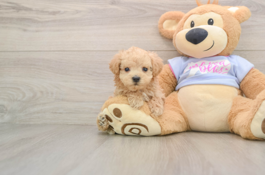 Best Maltipoo Baby