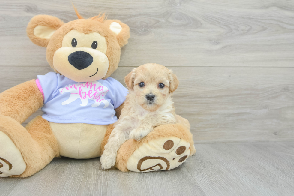 Playful Maltepoo Poodle Mix Puppy