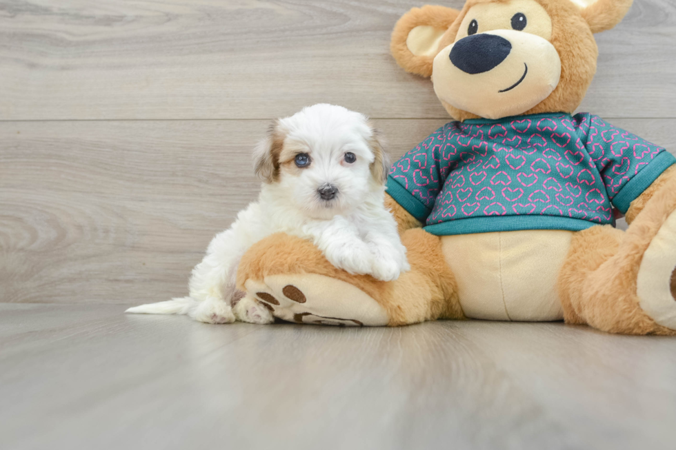 Sweet Maltipoo Baby