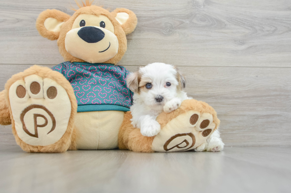 7 week old Maltipoo Puppy For Sale - Florida Fur Babies