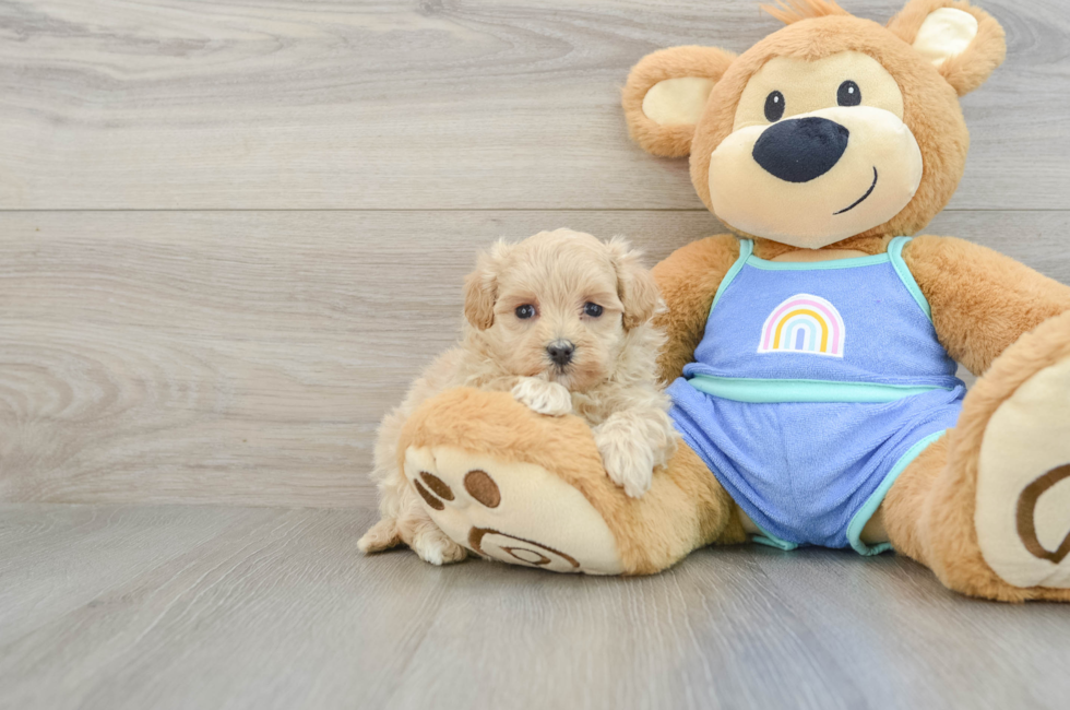 7 week old Maltipoo Puppy For Sale - Florida Fur Babies