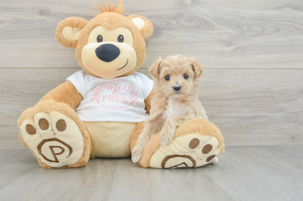 5 week old Maltipoo Puppy For Sale - Florida Fur Babies