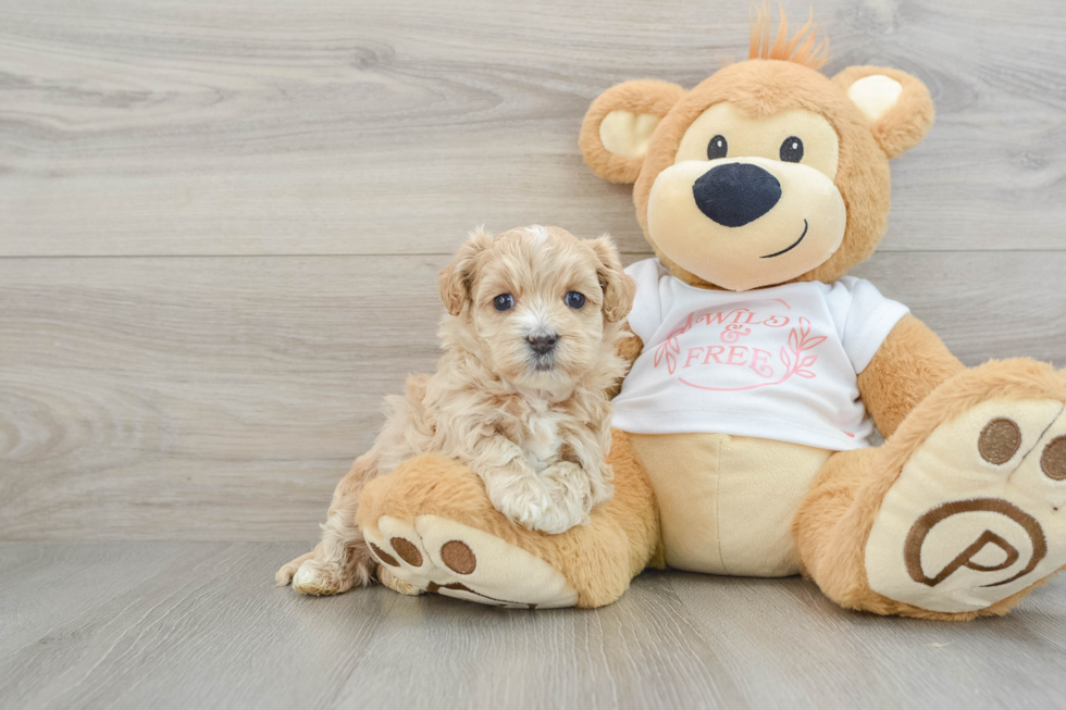 Little Maltepoo Poodle Mix Puppy