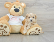 8 week old Maltipoo Puppy For Sale - Florida Fur Babies