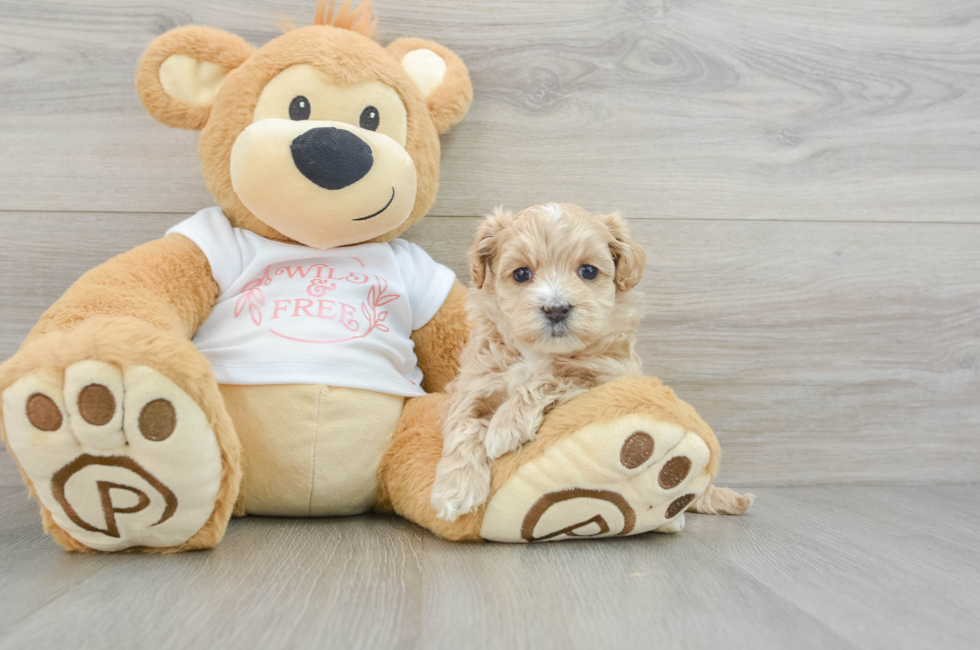 6 week old Maltipoo Puppy For Sale - Florida Fur Babies