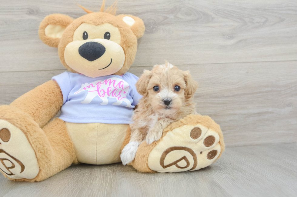 5 week old Maltipoo Puppy For Sale - Florida Fur Babies