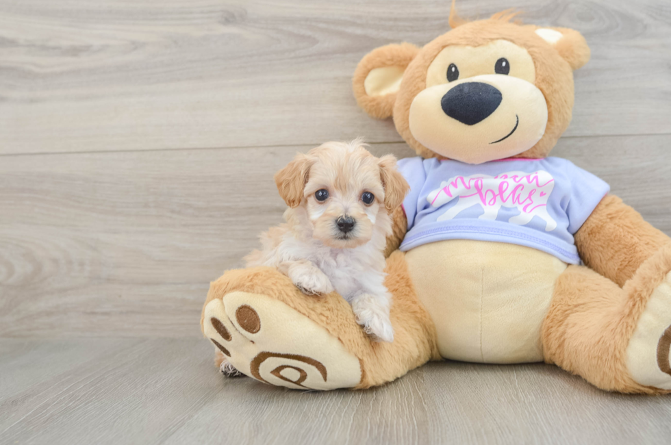 5 week old Maltipoo Puppy For Sale - Florida Fur Babies