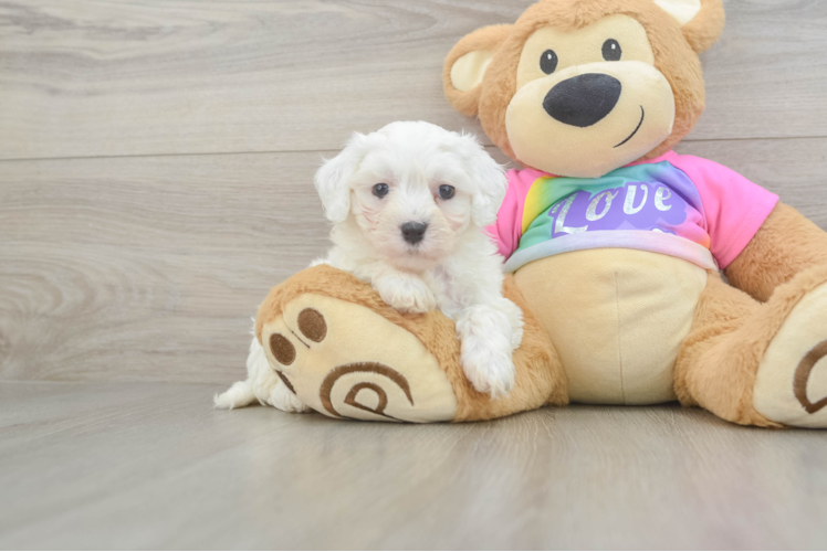 Little Malt Oodle Poodle Mix Puppy