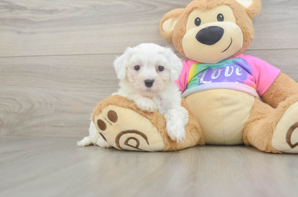 6 week old Maltipoo Puppy For Sale - Florida Fur Babies