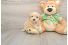 Friendly Maltipoo Baby