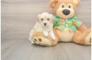Happy Maltipoo Baby