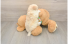 Maltipoo Puppy for Adoption