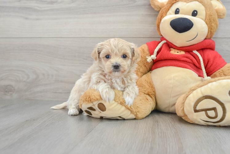 Playful Maltepoo Poodle Mix Puppy