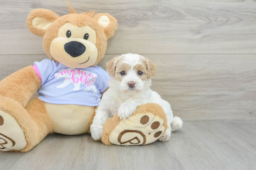 5 week old Maltipoo Puppy For Sale - Florida Fur Babies