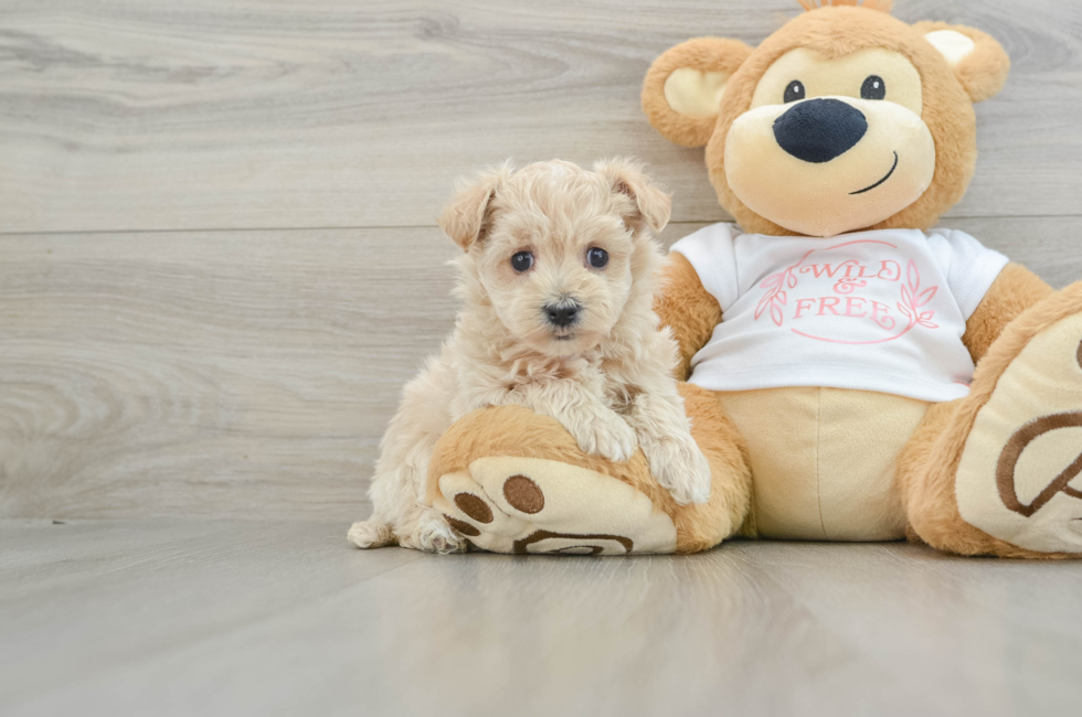 5 week old Maltipoo Puppy For Sale - Florida Fur Babies