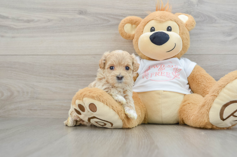 6 week old Maltipoo Puppy For Sale - Florida Fur Babies