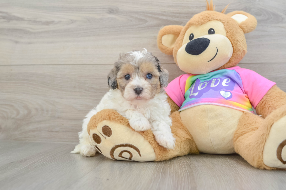 6 week old Maltipoo Puppy For Sale - Florida Fur Babies