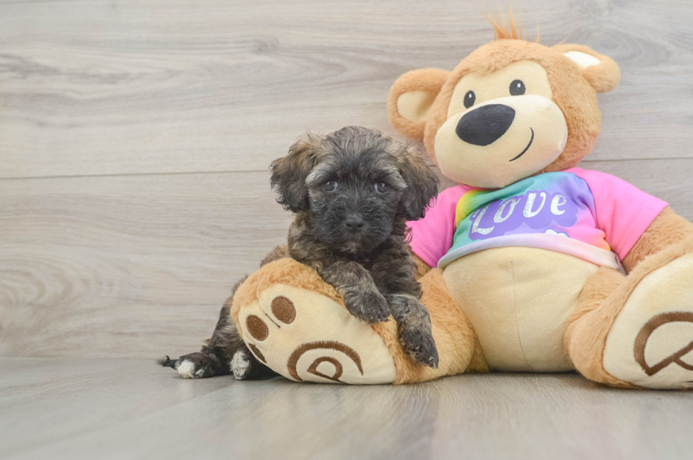 6 week old Maltipoo Puppy For Sale - Florida Fur Babies