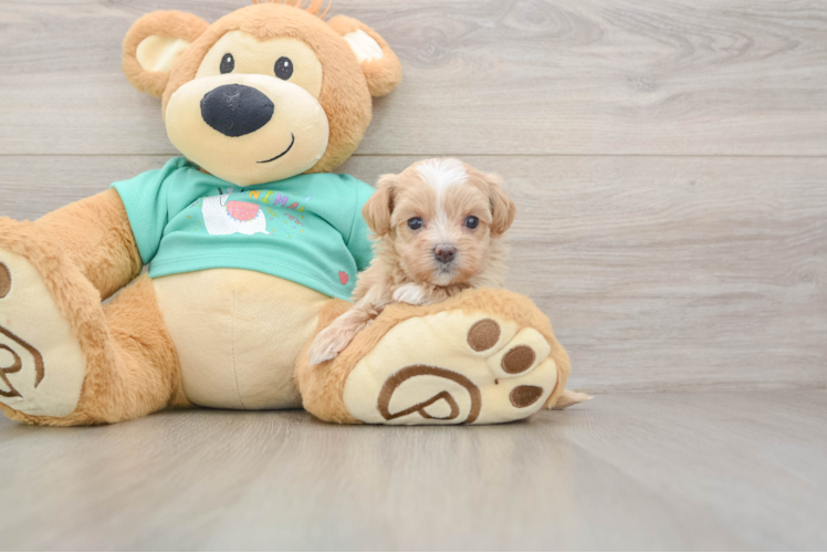 Cute Maltipoo Baby