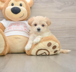7 week old Maltipoo Puppy For Sale - Florida Fur Babies