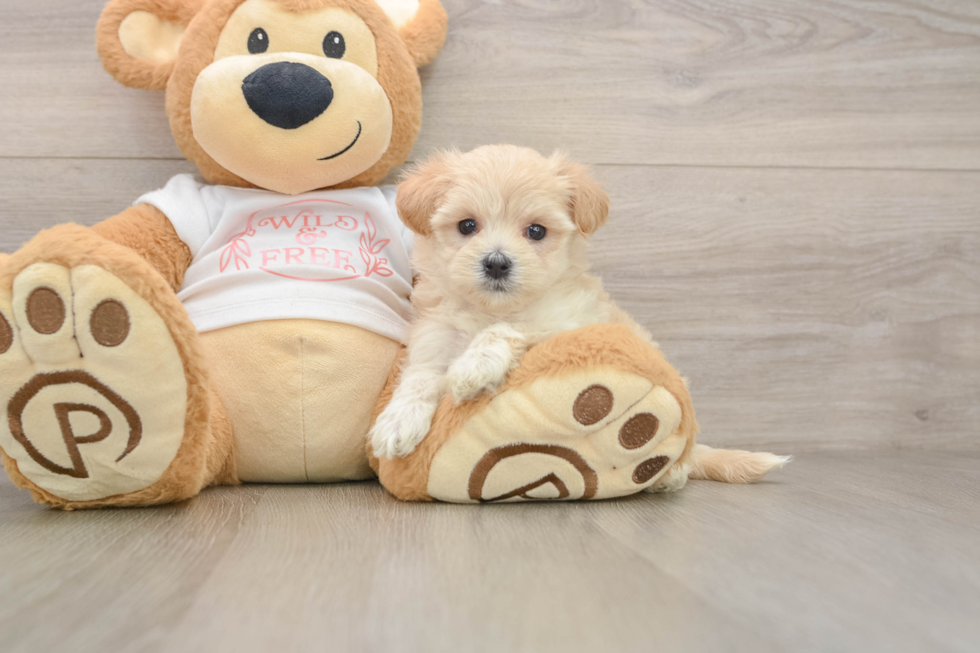 Maltipoo Pup Being Cute