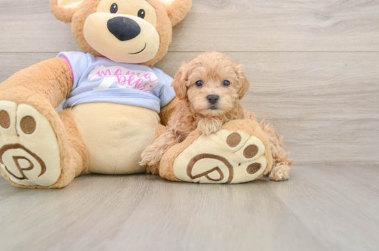 Happy Maltipoo Baby