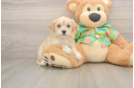 Maltipoo Pup Being Cute