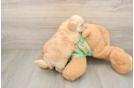 Maltipoo Puppy for Adoption