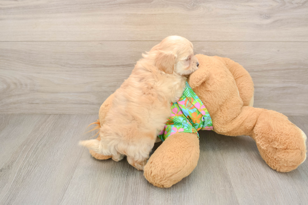 Maltipoo Puppy for Adoption