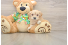 Maltipoo Puppy for Adoption