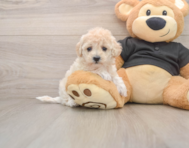 8 week old Maltipoo Puppy For Sale - Florida Fur Babies