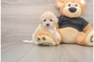 Petite Maltipoo Poodle Mix Pup