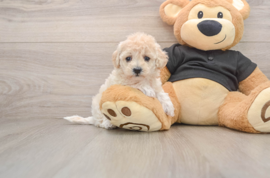 Petite Maltipoo Poodle Mix Pup