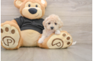 Little Malt a Poo Poodle Mix Puppy