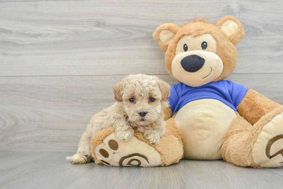 Adorable Maltese Poodle Poodle Mix Puppy